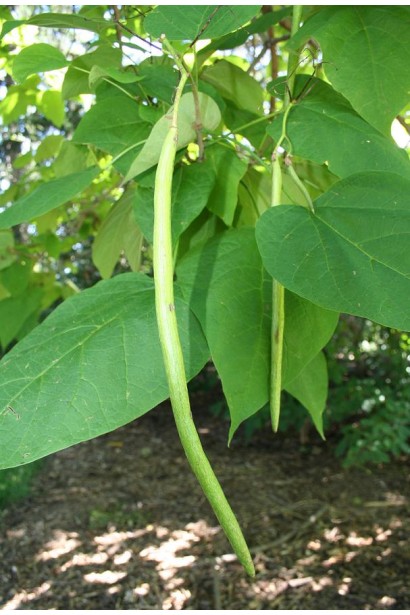 Катальпа прекрасная плоды - стручковидные коробочки
