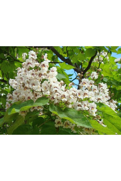 Катальпа великолепная / северная / Специоза