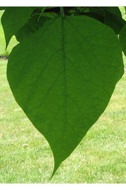 Светло-зеленые сердцевидные листья катальпы Специоза