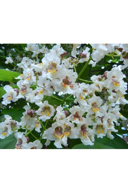 Катальпа Специоза обильное цветение