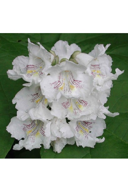 Цветы-колокольчики северной катальпы