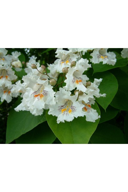 Катальпа северная цветы-колокольчики белого цвета