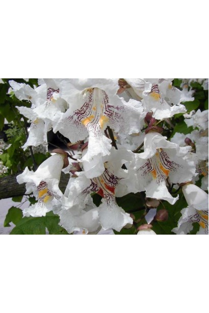 Сигарное дерево цветы