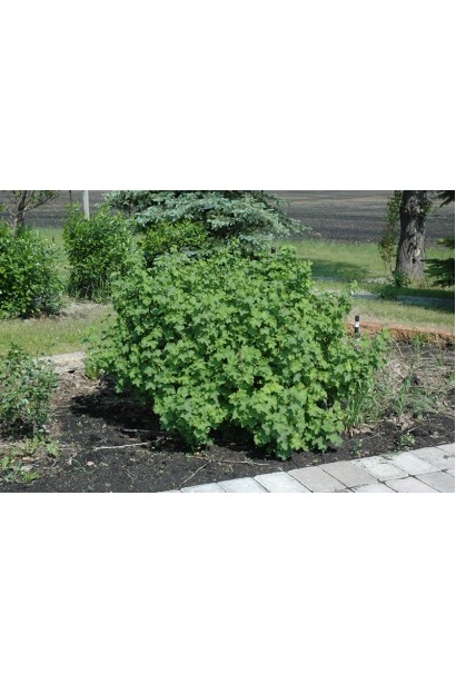Кущ смородини чорна Бен Трон 