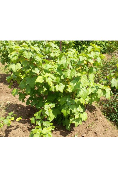 Смородина Бен Трон – компактний кущ для саду