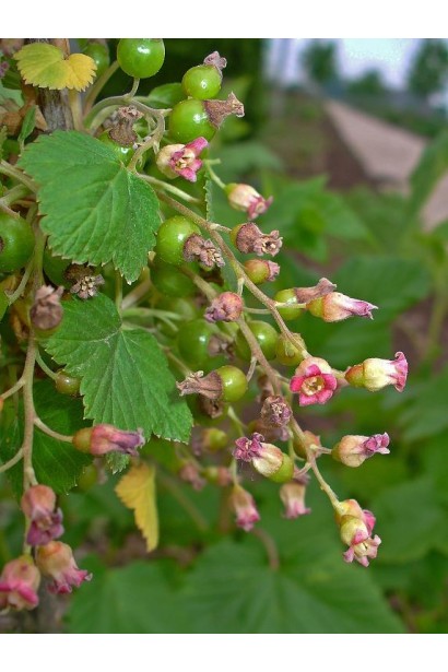 Смородина Бен Трон