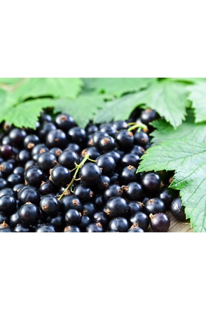 Смородина чорна Бен Трон – сорт для універсального використання