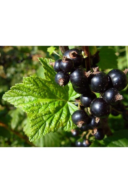 Смородина чорна Бен Трон – сорт із великими ягодами