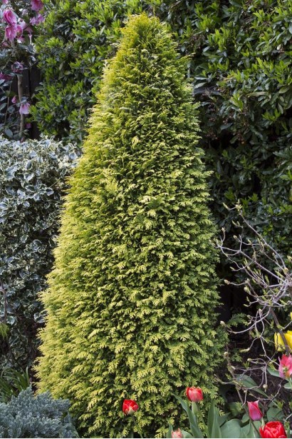 Chamaecyparis lawsoniana Stardust