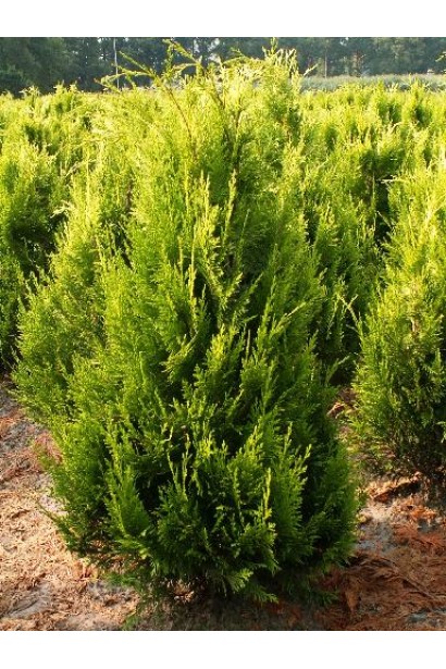 Кипарисовик Лавсона Стардаст