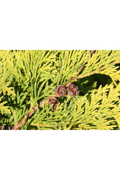 Кипарисовик Лавсона Стардаст маленькі непримітні шишки