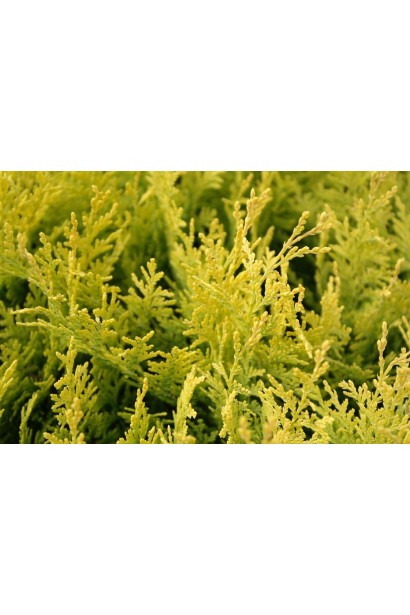 Кипарисовик Лавсона Стардаст золотистий колір хвої