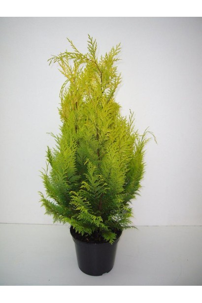 Кипарисоввик Stardust саджанець в контейнері