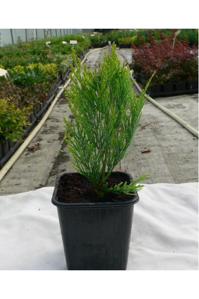 Кипарисовик Лавсона Стардаст контейнер 0,5 л