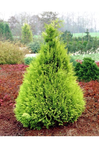 Кипарисовик Лавсона Зірковий пил