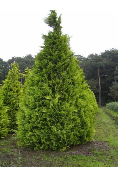 Кипарисовик Лавсона Stardust з пірамідальною кроною