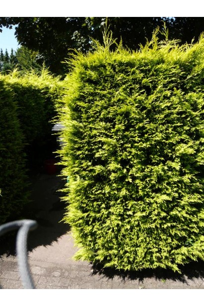 Живопліт з кипарисовика Стардаст