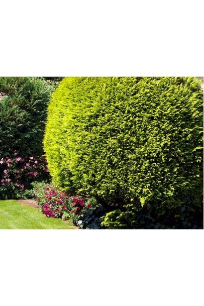 Кипарисовик Лавсона Стардаст стрижений у формі кулі