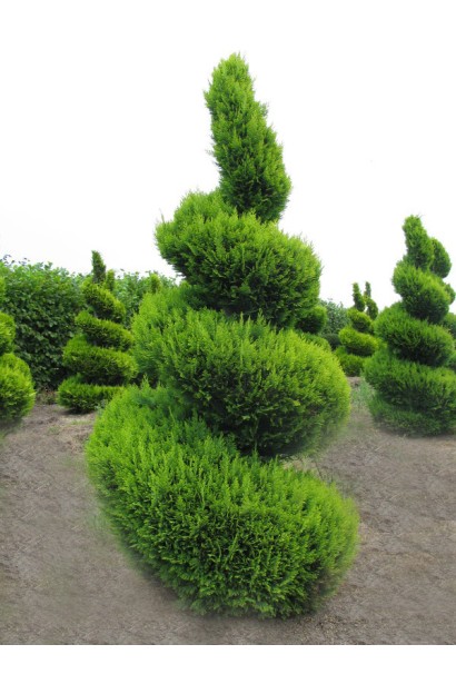 Кипарисовик Лавсона Стардаст декоративні фігури спіралі