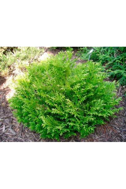 Компактный туевик Нана с густой хвоей.