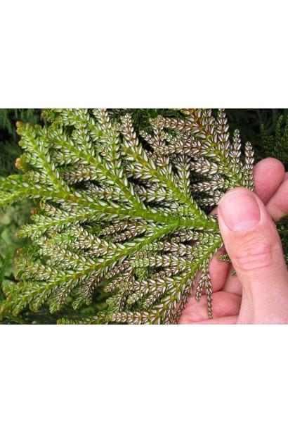 Хвоя туевика Нана с серебристым оттенком.