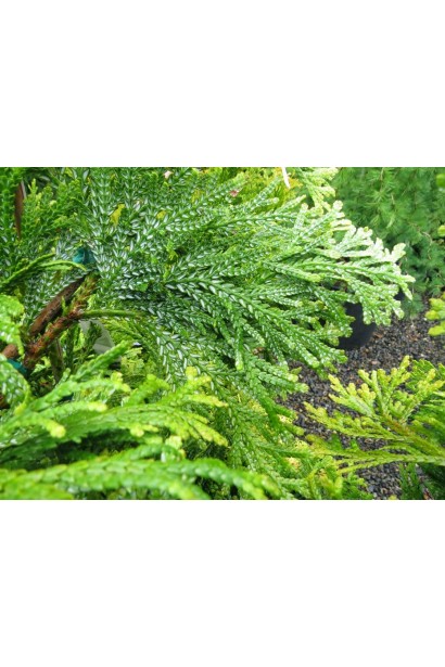 Хвоя туевика долотовидного Нана с ярким оттенком.