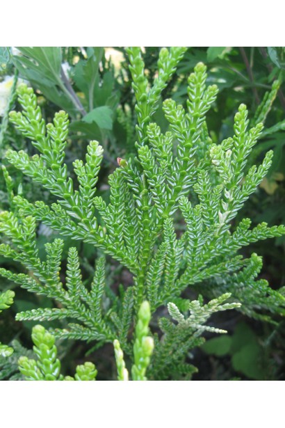 Thujopsis dolabrata Nana