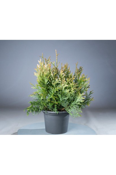 Карликовый туевик Нана с декоративной хвойной текстурой.