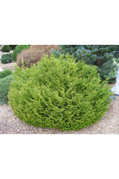 Миниатюрный туевик Нана для декоративных садов.