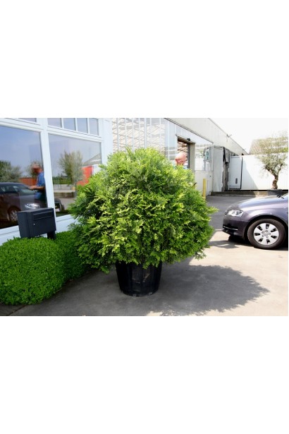 Японский туевик Нана в ландшафтном дизайне.