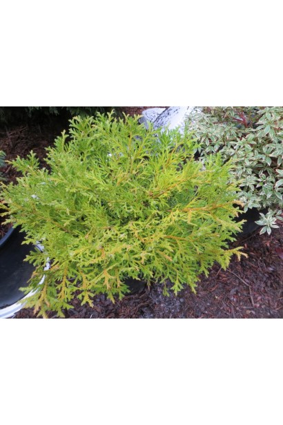 Thujopsis dolabrata Nana