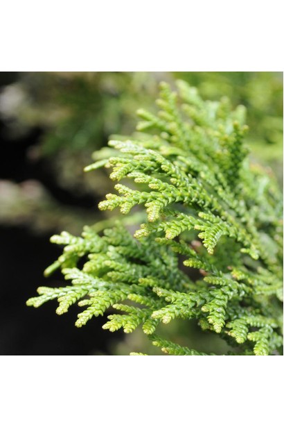 Хвоя туевика Нана с блеском.