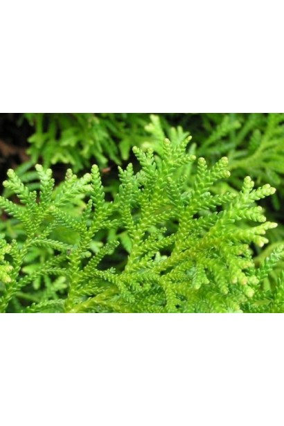 Туевик японский / долотовидный Нана 