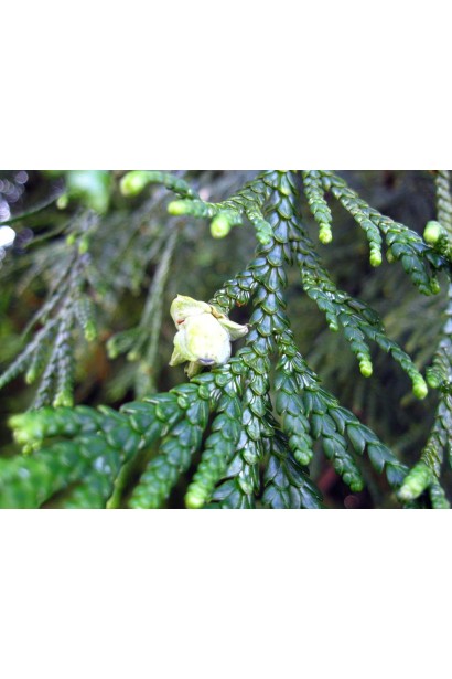 Хвоя туевика Нана