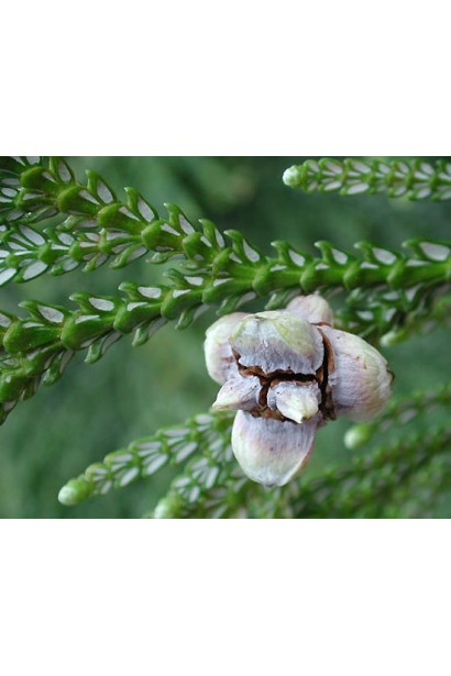 Туевик японский / долотовидный Нана 