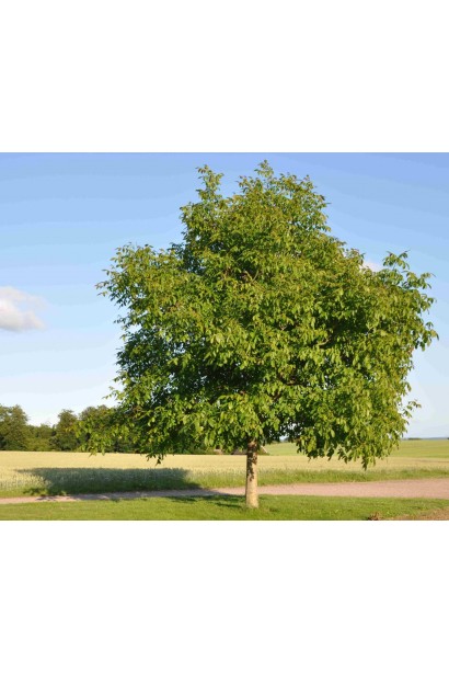 Взрослое дерево грецкого ореха (Juglans regia) с широкой кроной и большими листьями