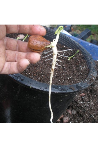 Росток Орех грецкий