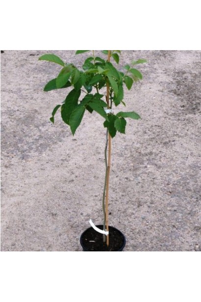 Орех грецкий №33 привитой (крупноплодный)