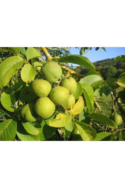 Зеленые плоды грецкого ореха на ветке, готовые к созреванию