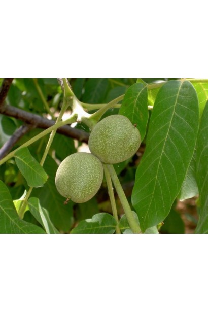 Зеленые плоды грецкого ореха на ветке, готовые к созреванию