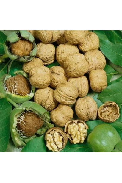 Орех грецкий №33