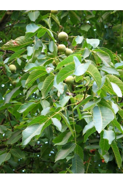 Королівський горіх Кодрене