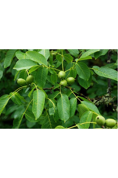 Горіх волоський Кодрене - широке листя