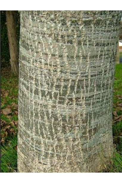 Горіх волоський Кодрене - характерна текстура стовбура