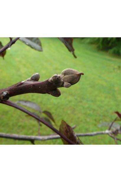 Горіх волоський Кодрене