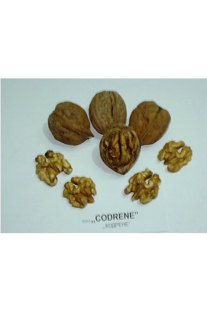 Горіх волоський Кодрене - дозрілі плоди у шкаралупі