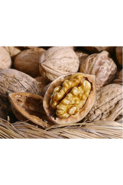 Горіх волоський Кодрене - великі ядра