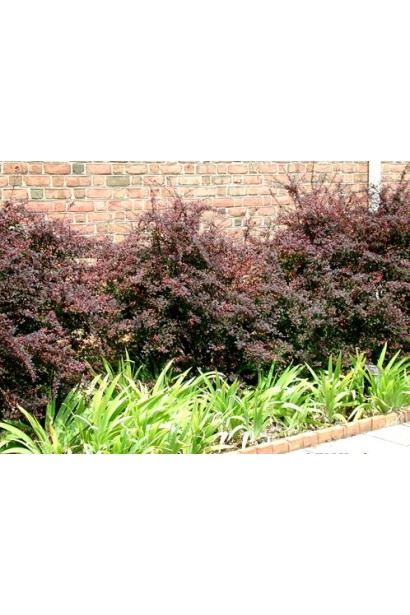 Барбарис Роуз Глоу пурпурный