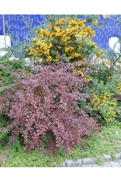 Барбарис Роуз Глоу ландшафтный дизайн