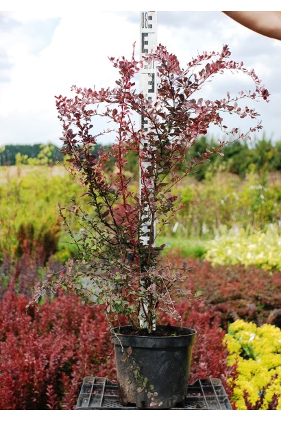 Барбарис Роуз Глоу высота 60-80 см